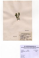 藏品(寬珊藻)的圖片